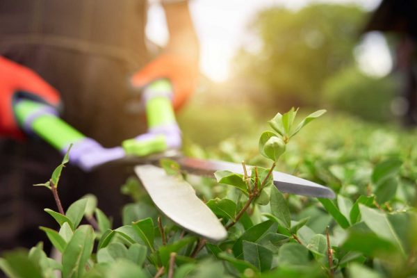 Gehölzschnitt und Gartenpflege